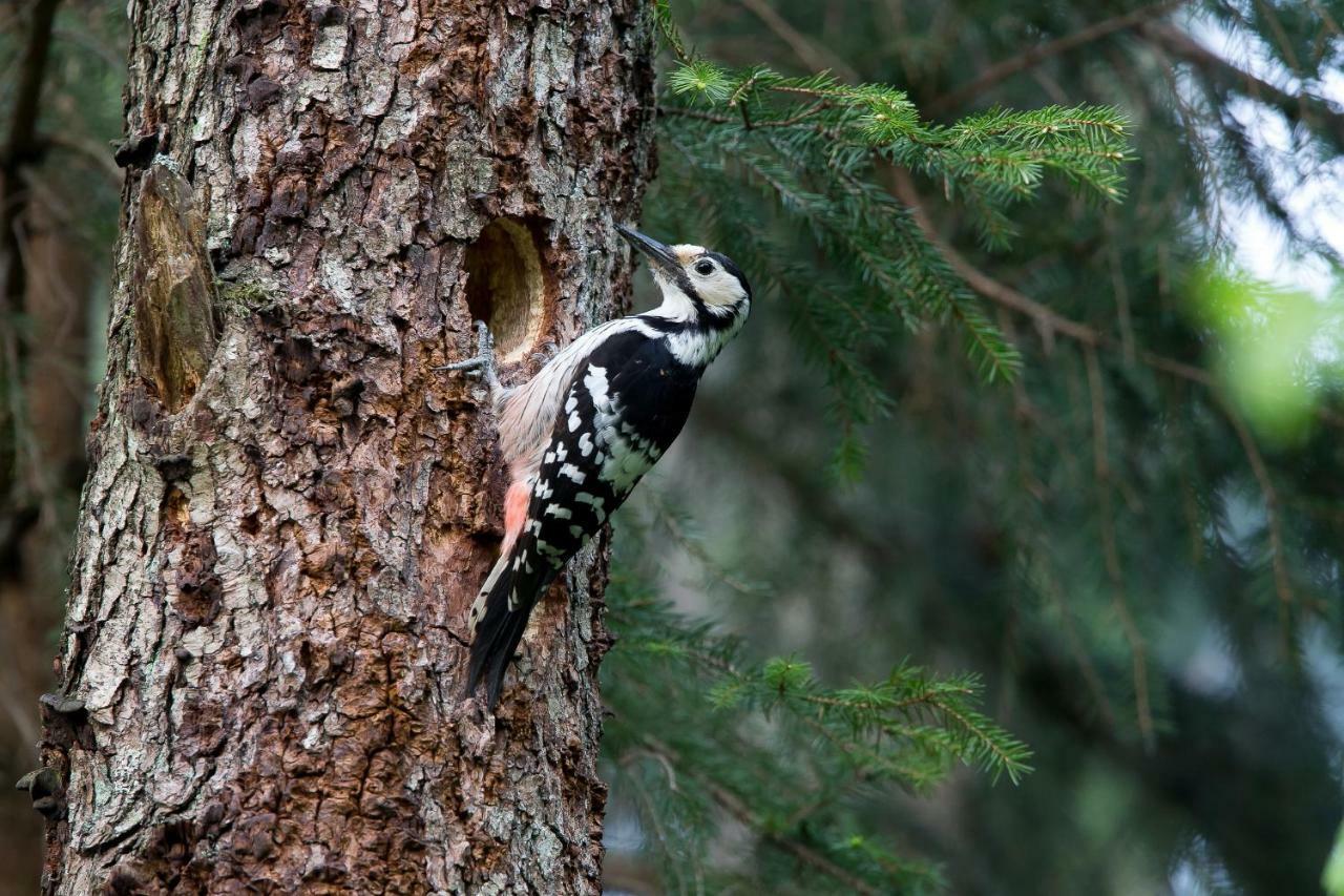 Bialowieski Raj Białowieża Exterior foto